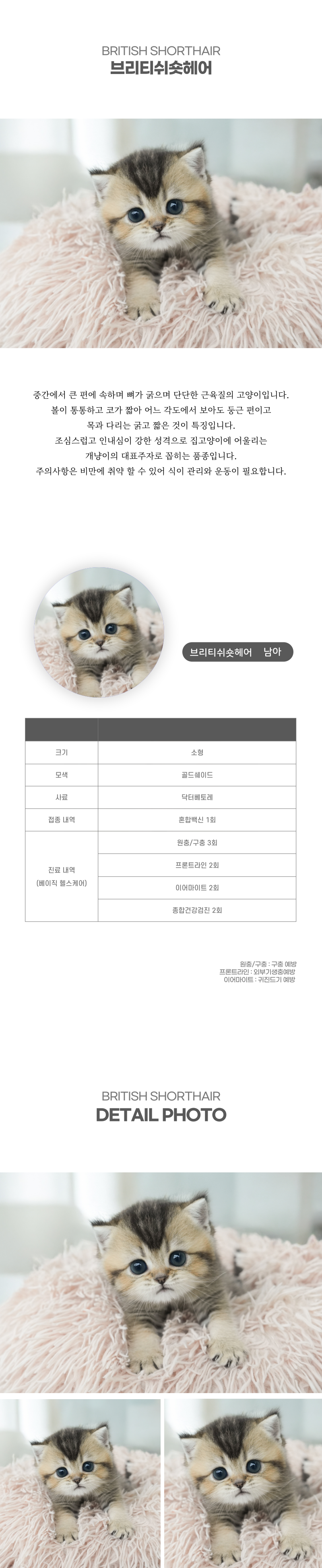 브리티쉬숏헤어_상세이미지_2